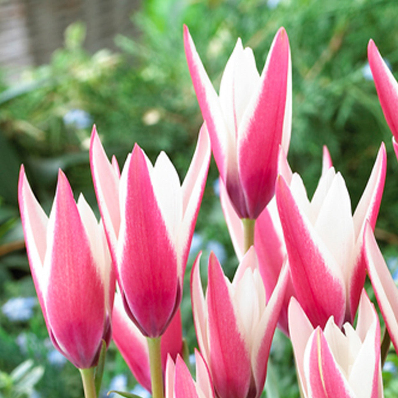 Tulip Bulbs Peppermint Stick Blooms Species Growing Bonsai Roots ...