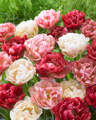 Tulip Bulbs PepTalk Blooms Species Growing Bonsai Roots Rhizomes Corms Tubers Potted Planting Reblooming Fragrant Garden Flower Seeds Plant
