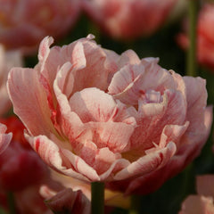 Tulip Bulbs PepTalk Blooms Species Growing Bonsai Roots Rhizomes Corms Tubers Potted Planting Reblooming Fragrant Garden Flower Seeds Plant