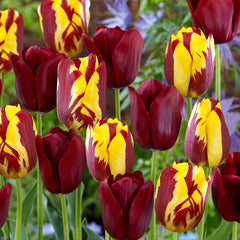 Tulip Bulbs Perfect Match Mix Blooms Species Growing Bonsai Roots Rhizomes Corms Tubers Potted Planting Reblooming Fragrant Garden Flower Seeds Plant
