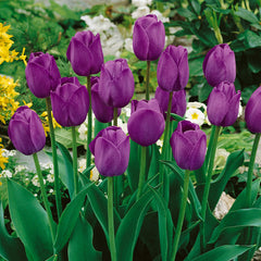 Tulip Bulbs Pink Bouquet Collection Blooms Species Growing Bonsai Roots Rhizomes Corms Tubers Potted Planting Reblooming Fragrant Garden Flower Seeds Plant