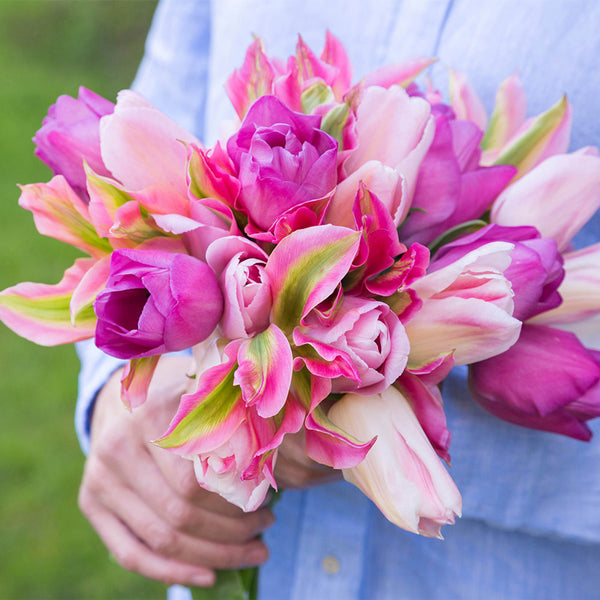 Tulip Bulbs Pink Bouquet Collection Blooms Species Growing Bonsai Roots Rhizomes Corms Tubers Potted Planting Reblooming Fragrant Garden Flower Seeds Plant