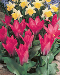 Pink Dwarf Tulip Bulbs Blooms Species Growing Bonsai Roots Rhizomes Corms Tubers Potted Planting Reblooming Fragrant Garden Flower Seeds Plant - Seedsplant