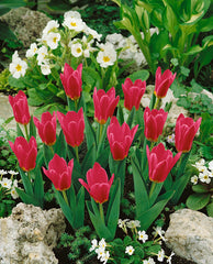 Pink Dwarf Tulip Bulbs Blooms Species Growing Bonsai Roots Rhizomes Corms Tubers Potted Planting Reblooming Fragrant Garden Flower Seeds Plant - Seedsplant