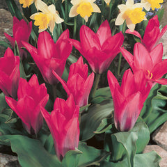 Tulip Bulbs Pink Dwarf Blooms Species Growing Bonsai Roots Rhizomes Corms Tubers Potted Planting Reblooming Fragrant Garden Flower Seeds Plant - Seedsplant
