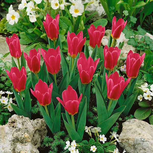 Tulip Bulbs Pink Dwarf Blooms Species Growing Bonsai Roots Rhizomes Corms Tubers Potted Planting Reblooming Fragrant Garden Flower Seeds Plant
