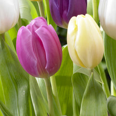 Tulip Bulbs Pink Flag Blooms Species Growing Bonsai Roots Rhizomes Corms Tubers Potted Planting Reblooming Fragrant Garden Flower Seeds Plant