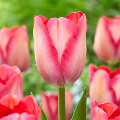 Tulip Pink Sound Bulbs Blooms Species Growing Bonsai Roots Rhizomes Corms Tubers Potted Planting Reblooming Fragrant Garden Flower Seeds Plant