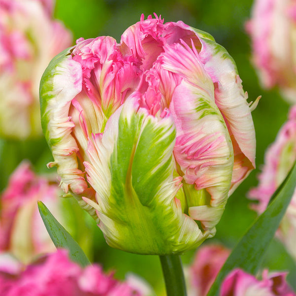 Tulip Pink Vision Bulbs Blooms Species Growing Bonsai Roots Rhizomes Corms Tubers Potted Planting Reblooming Fragrant Garden Flower Seeds Plant