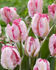 Tulip Pink Vision Bulbs Blooms Species Growing Bonsai Roots Rhizomes Corms Tubers Potted Planting Reblooming Fragrant Garden Flower Seeds Plant