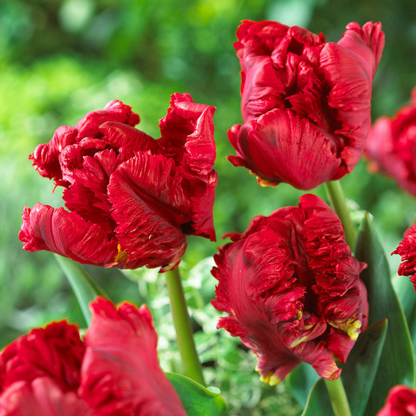 Pioneer Tulip Bulbs Blooms Species Growing Bonsai Roots Rhizomes Corms Tubers Potted Planting Reblooming Fragrant Garden Flower Seeds Plant