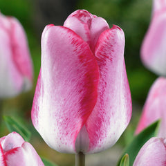 Tulip Bulbs Playgirl Blooms Species Growing Bonsai Roots Rhizomes Corms Tubers Potted Planting Reblooming Fragrant Garden Flower Seeds Plant