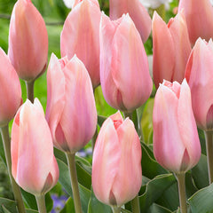 Poco Loco Tulip Bulbs Blooms Species Growing Bonsai Roots Rhizomes Corms Tubers Potted Planting Reblooming Fragrant Garden Flower Seeds Plant