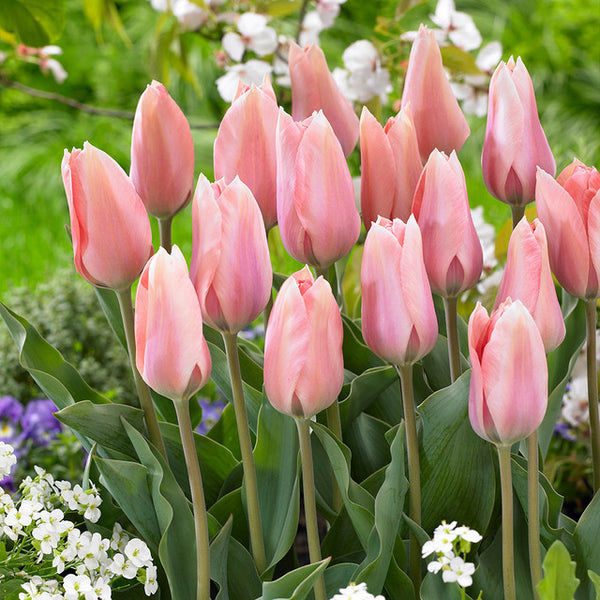 Poco Loco Tulip Bulbs Blooms Species Growing Bonsai Roots Rhizomes Corms Tubers Potted Planting Reblooming Fragrant Garden Flower Seeds Plant