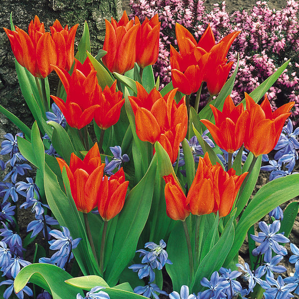 Tulip Bulbs Praestans Fusilier Blooms Species Growing Bonsai Roots Rhizomes Corms Tubers Potted Planting Reblooming Fragrant Garden Flower Seeds Plant