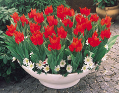 Tulip Bulbs Praestans Fusilier Blooms Species Growing Bonsai Roots Rhizomes Corms Tubers Potted Planting Reblooming Fragrant Garden Flower Seeds Plant