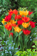 Praestans Mixed Tulip Bulbs Blooms Species Growing Bonsai Roots Rhizomes Corms Tubers Potted Planting Reblooming Fragrant Garden Flower Seeds Plant - Seedsplant
