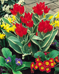 Tulip Praestans Unicum Bulbs Blooms Species Growing Bonsai Roots Rhizomes Corms Tubers Potted Planting Reblooming Fragrant Garden Flower Seeds Plant