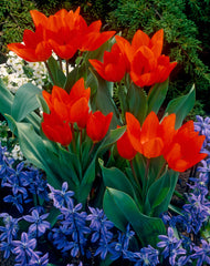 Tulip Praestans Unicum Bulbs Blooms Species Growing Bonsai Roots Rhizomes Corms Tubers Potted Planting Reblooming Fragrant Garden Flower Seeds Plant