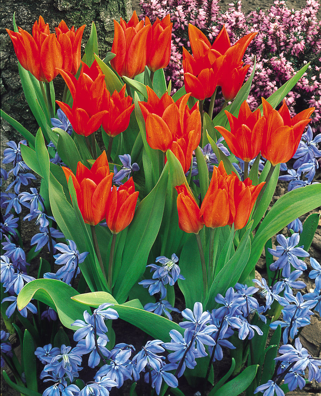Praestans Van Tubergens Tulip Bulbs Blooms Species Growing Bonsai Roots Rhizomes Corms Tubers Potted Planting Reblooming Fragrant Garden Flower Seeds Plant