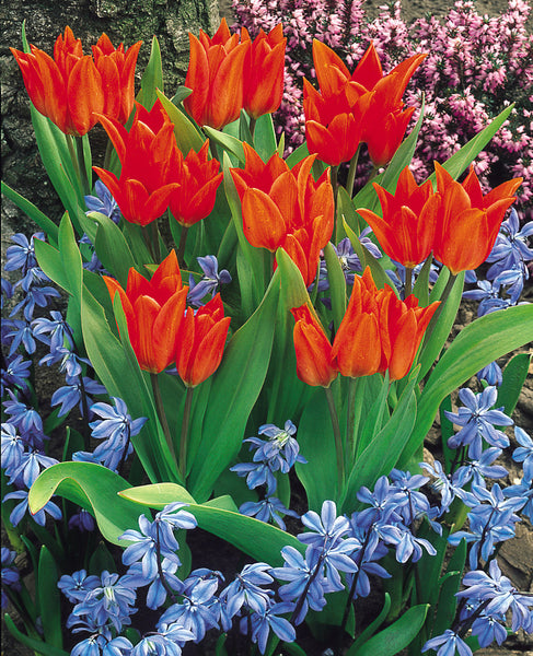 Praestans Van Tubergens Tulip Bulbs Blooms Species Growing Bonsai Roots Rhizomes Corms Tubers Potted Planting Reblooming Fragrant Garden Flower Seeds Plant