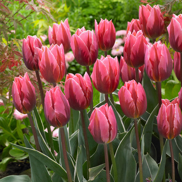 Tulip Bulbs Pretty Princess Blooms Species Growing Bonsai Roots Rhizomes Corms Tubers Potted Planting Reblooming Fragrant Garden Flower Seeds Plant