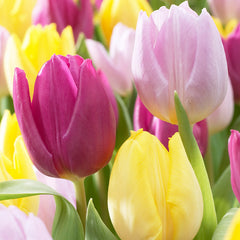 Tulip Bulbs Prince Mixed Blooms Species Growing Bonsai Roots Rhizomes Corms Tubers Potted Planting Reblooming Fragrant Garden Flower Seeds Plant