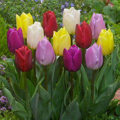 Tulip Bulbs Prince Mixed Blooms Species Growing Bonsai Roots Rhizomes Corms Tubers Potted Planting Reblooming Fragrant Garden Flower Seeds Plant