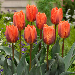 Tulip Bulbs Princess Irene Blooms Species Growing Bonsai Roots Rhizomes Corms Tubers Potted Planting Reblooming Fragrant Garden Flower Seeds Plant