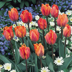 Tulip Bulbs Princess Irene Blooms Species Growing Bonsai Roots Rhizomes Corms Tubers Potted Planting Reblooming Fragrant Garden Flower Seeds Plant