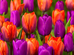 Tulip Bulbs Princess Irene Blooms Species Growing Bonsai Roots Rhizomes Corms Tubers Potted Planting Reblooming Fragrant Garden Flower Seeds Plant