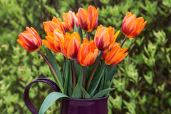 Tulip Bulbs Princess Irene Blooms Species Growing Bonsai Roots Rhizomes Corms Tubers Potted Planting Reblooming Fragrant Garden Flower Seeds Plant