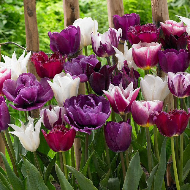 Purple Blend Mixed Tulip Bulbs Blooms Species Growing Bonsai Roots Rhizomes Corms Tubers Potted Planting Reblooming Fragrant Garden Flower Seeds Plant
