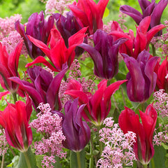Tulip Bulbs Purple Dol Blooms Species Growing Bonsai Roots Rhizomes Corms Tubers Potted Planting Reblooming Fragrant Garden Flower Seeds Plant