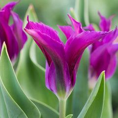 Tulip Bulbs Purple Dol Blooms Species Growing Bonsai Roots Rhizomes Corms Tubers Potted Planting Reblooming Fragrant Garden Flower Seeds Plant