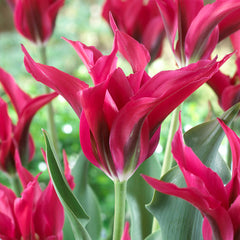 Tulip Bulbs Purple Doll/Dolls Minuet Collection Blooms Species Growing Bonsai Roots Rhizomes Corms Tubers Potted Planting Reblooming Fragrant Garden Flower Seeds Plant