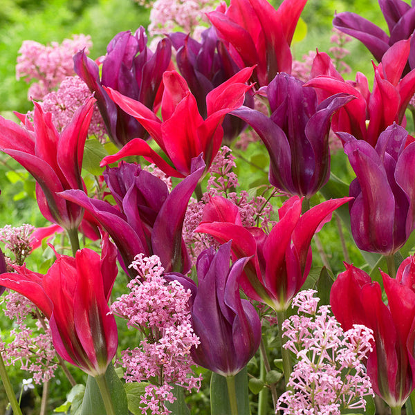 Tulip Bulbs Purple Doll/Dolls Minuet Collection Blooms Species Growing Bonsai Roots Rhizomes Corms Tubers Potted Planting Reblooming Fragrant Garden Flower Seeds Plant