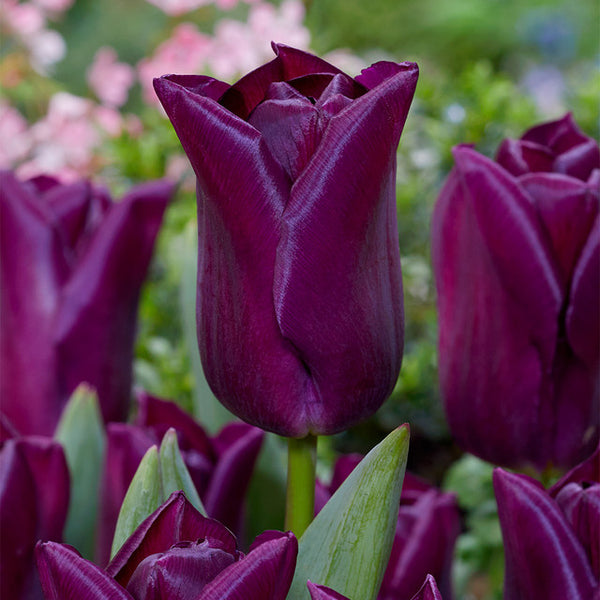 Tulip Bulbs Purple Dwarf Blooms Species Growing Bonsai Roots Rhizomes Corms Tubers Potted Planting Reblooming Fragrant Garden Flower Seeds Plant