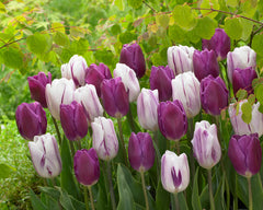 Purple Flag Tulip Bulbs Blooms Species Growing Bonsai Roots Rhizomes Corms Tubers Potted Planting Reblooming Fragrant Garden Flower Seeds Plant