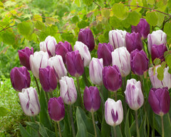 Tulip Bulbs Purple Flag Blooms Species Growing Bonsai Roots Rhizomes Corms Tubers Potted Planting Reblooming Fragrant Garden Flower Seeds Plant