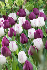 Tulip Bulbs Purple Passion Collection Blooms Species Growing Bonsai Roots Rhizomes Corms Tubers Potted Planting Reblooming Fragrant Garden Flower Seeds Plant