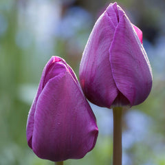 Tulip Bulbs Purple Prince Blooms Species Growing Bonsai Roots Rhizomes Corms Tubers Potted Planting Reblooming Fragrant Garden Flower Seeds Plant