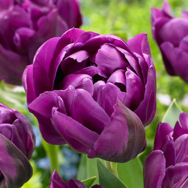 Purple Princess Tulip Bulbs Blooms Species Growing Bonsai Roots Rhizomes Corms Tubers Potted Planting Reblooming Fragrant Garden Flower Seeds Plant