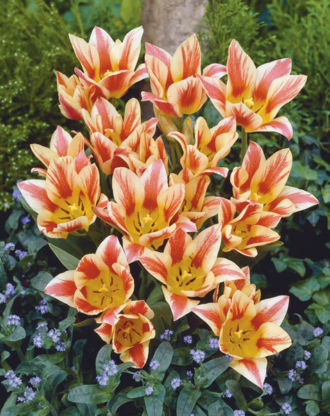 Tulip Quebec Bulbs Blooms Species Growing Bonsai Roots Rhizomes Corms Tubers Potted Planting Reblooming Fragrant Garden Flower Seeds Plant