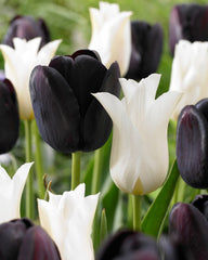Tulip Bulbs Queen of Night Blooms Species Growing Bonsai Bulbs Roots Rhizomes Corms Tubers Potted Planting Reblooming Fragrant Garden Flower Seeds Plant