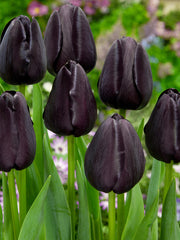 Tulip Bulbs Queen of Night Blooms Species Growing Bonsai Bulbs Roots Rhizomes Corms Tubers Potted Planting Reblooming Fragrant Garden Flower Seeds Plant