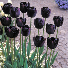 Tulip Bulbs Queen of Night Blooms Species Growing Bonsai Bulbs Roots Rhizomes Corms Tubers Potted Planting Reblooming Fragrant Garden Flower Seeds Plant