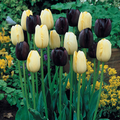 Tulip Bulbs Queen of Night Blooms Species Growing Bonsai Bulbs Roots Rhizomes Corms Tubers Potted Planting Reblooming Fragrant Garden Flower Seeds Plant