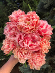 Tulip Bulbs Queensland  Blooms Species Growing Bonsai Roots Rhizomes Corms Tubers Potted Planting Reblooming Fragrant Garden Flower Seeds Plant