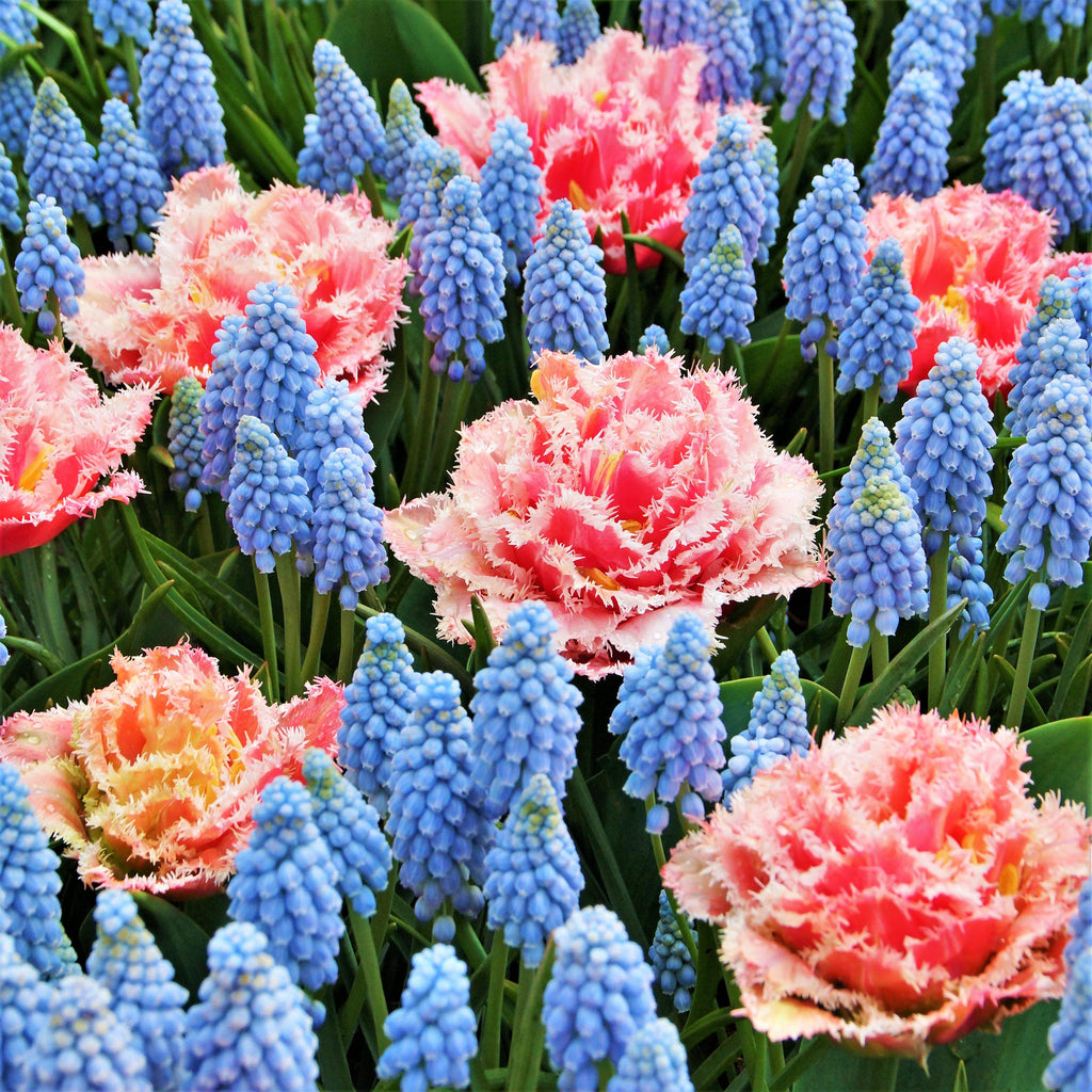 Baby Shower Blend - Muscari & Tulip Bulbs Blend Blooms Species Growing Bonsai Roots Rhizomes Corms Tubers Potted Planting Reblooming Fragrant Garden Flower Seeds Plant - Seedsplant